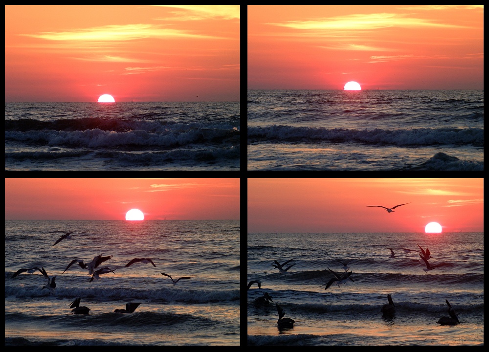 (13) dawn montage.jpg   (1000x720)   283 Kb                                    Click to display next picture